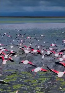 Most Beautiful Birds Flying ❤️