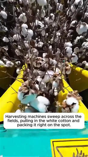 Learn about cotton plants and how to prepare them #gardeninspiration #gardenlove #planthacks #gardeningmakemehappy | Amazing Garden Lover