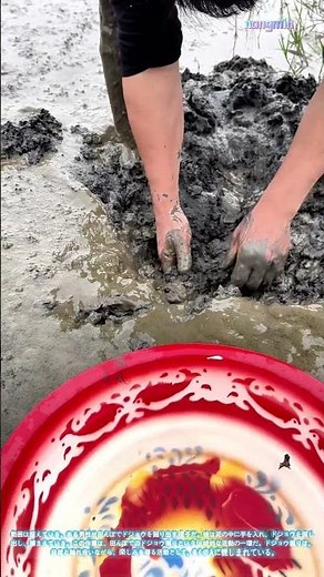 田んぼでのドジョウ掘り：自然との触れ合い