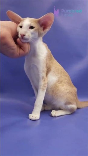Meet Ideal: Cream Bicolor Spotted Tabby Oriental Shorthair with Green Eyes 💚 #OrientalShorthair