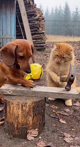 Dachshund got angry at the cat! 😂 | Dachshund Adventure