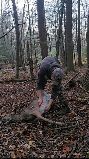 How To FIELD Dress A DEER! Easiest Way To GUT A Deer!! Beginners GUIDE From FIELD To FREEZER #shorts