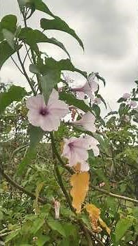 🌻⁸☆•¹◇²■⁴ Pink Morning Glory (Ipomoea carnea) in Morning Glory Family (Convolvulaceae)