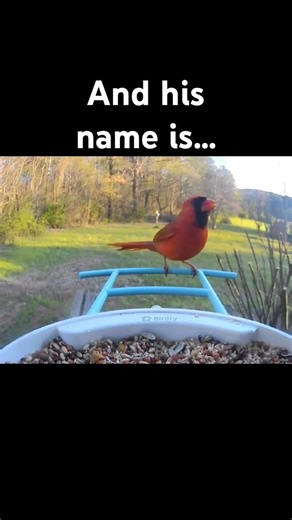 Chipping Sparrows vs. Cardinal — And His Name Is… JOHN CENA!