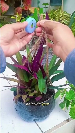 DIY Indoor Plant Setup Using Plastic Bottles | Easy Home Gardening Idea 🌿🏠