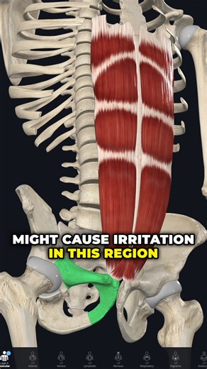 Do You Have This Rare Muscle in Your Body? 🤯 It’s called the pyramidalis, and chances are… you’ve never heard of it. This tiny triangle-shaped muscle sits just above the pubic bone and helps tense the linea alba—the connective tissue down the center of your abs. The kicker? Roughly 20% of people don’t even have one! (Research shows it’s absent in about 1 in 5 bodies.) It’s a vestigial muscle, meaning it doesn’t play a major role anymore—but that doesn’t mean it’s totally useless. In cases of lo