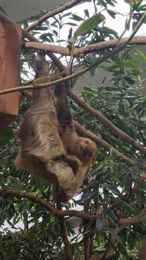 Fota Wildlife Park is home to 3 Linne's Two-toed sloths, you can visit the sloths in the Tropical House, either in the main space or in their night houses. | Fota Wildlife Park
