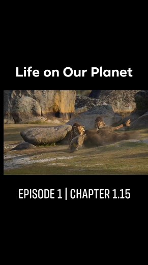 60K views · 1.9K reactions | Life on Our Planet | Season 1 Episode 1 | The Rules of Life Chapter 1.15 | Prehistory, Nature and Science | Facebook