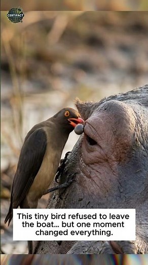 The Truth About Oxpeckers And Hippos Is Darker Than You Think