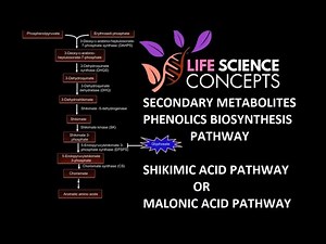 Phenolics- Plant Secondary Metabolites ( Shikimic Acid Pathway Or Malonic Acid Pathway )