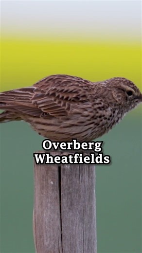 #shorts Cape Long billed Lark #birds #birdvideos #vibrantbirds #wildlife #birdingparadise #birdsong