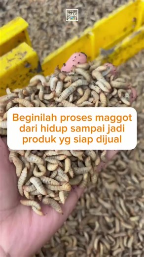 Beginilah kira kira proses pengeringan maggot hingga maggot siap di distribusikan, menurut maggiers tahap mana nih yang paling butuh fokus lebih??? #mrmaggotbsf #maggot #pakanternak #bsf #driedmaggot