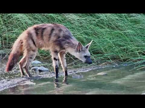 Daylight Surprise! Aardwolf Spotted Drinking