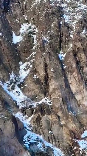 Nevada Mountain Lion King Hunting! #hound #lion ‪@AnecdoteofaHoundsman‬ ‪@BrettVaughnB100‬