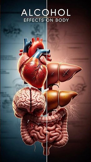 Alcohol Effects on Body | 3D View of Brain, Heart & Liver Damage