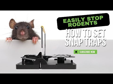 Catch Rats and Mice Fast | How to Use PestFix Snap Traps