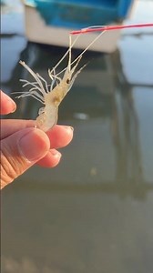 shrimp fishing tips and tricks🦐 #experiment #secrettechnique #wildshrimp #skills #trending