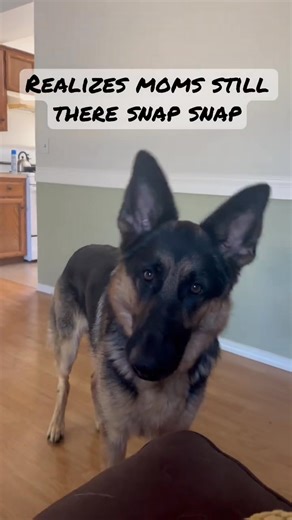 What a two year old German shepherd is like #germanshepherd #shorts | Cute Animals