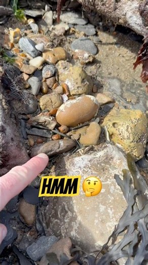 Spot The Fossil ⁉️At Lyme Regis Beach🧐#fossilhunting#ammonite#lymeregis