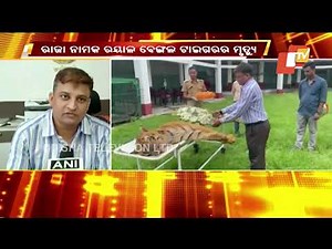 Oldest Royal Bengal tiger Raja dies aged 25 in West Bengal