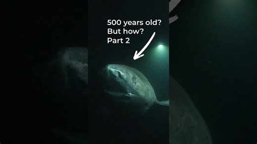 How Greenland sharks live to be 500 years old