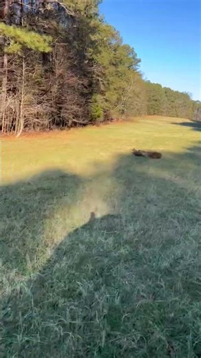 Chasing Baby WILD HOGS! #armouroutdoors #wildhogs #babypig