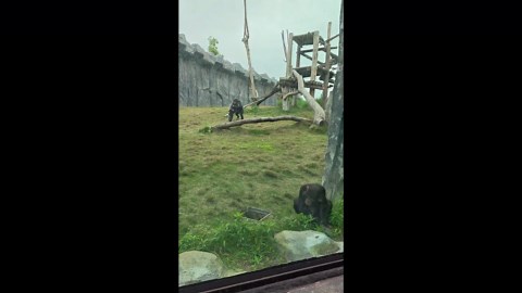 Chimpanzees display playful behavior at the zoo in Wuhan, Hubei, China