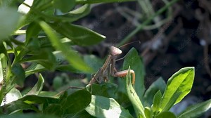 Insect praying mantis sitting on a plant leaf. Praying mantis in summer garden. Mantis point his leg toward camera.