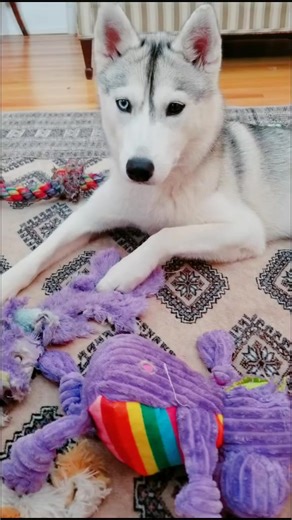 Her toys are fine! #dogs #huskies #funnydog | Skaya Siberian