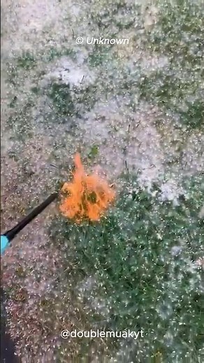 Why Cottonwood Fluff Burns Like Magic! ❤‍🔥🤯