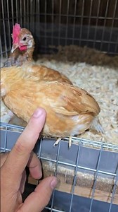 Pollos Fawn red y Buff cola blanca 🐤