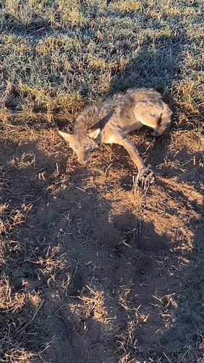 Coyote in a Duke 450 Half-Offset | TS Trapline