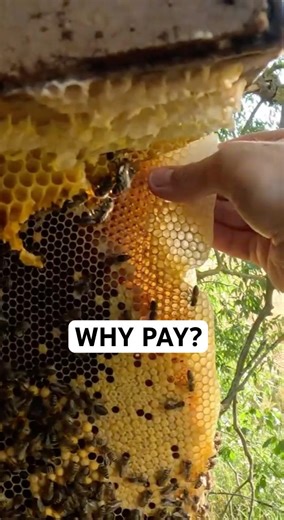 Free Bees or Buy a Package? Most Beginners Lose Money Here