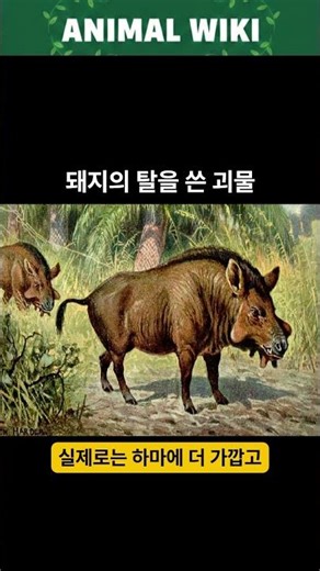 A pig from hell? Outlaw of the ancient ecosystem #Shorts #shorts #animal #ancient #pig #rareanimal