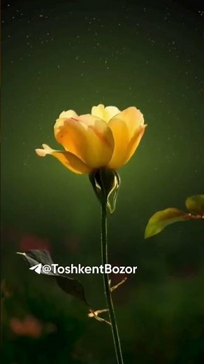 gullar rasmi 11.04.2024