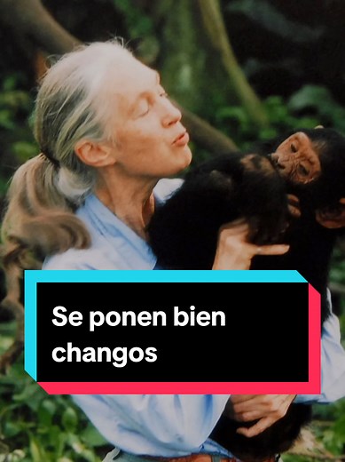 Datos curiosos sobre chimpancés y su inteligencia