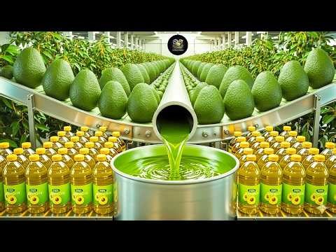 Inside the Avocado Oil Factory: From Farm to Bottle (Full Process)