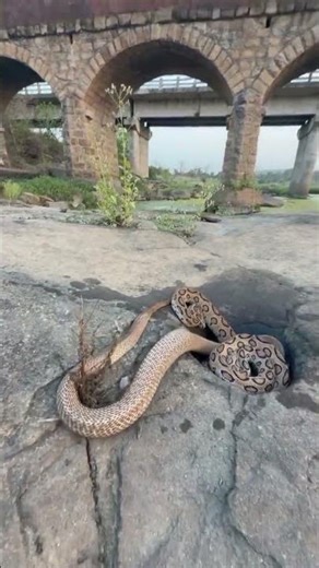 Russell’s Viper Snake Vs Cobra #reels