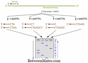Διαφορά μεταξύ Sanger Sequencing και Pyrosequencing | Sanger Sequencing vs Pyrosequencing - Επιστήμη & φύση 2025