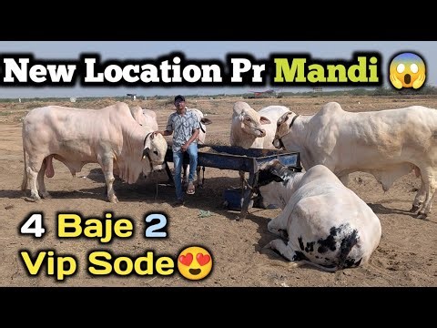 New Mandi Location In Northren Bypass Mandi 6lac 4lac Sode 10/04/2026 ||VLOG with osama