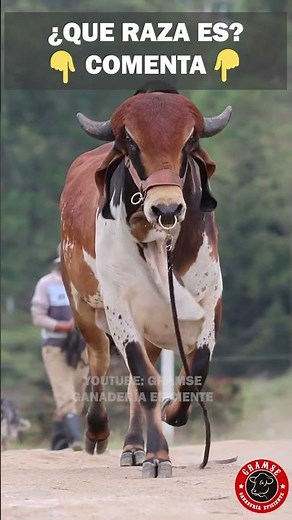 ¿Sabes que raza es este toro? #campo #ganado #rancho #gyr #toro