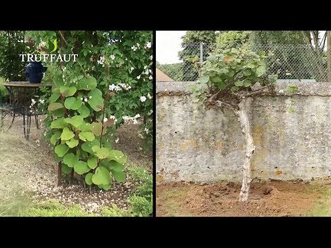 Comment planter un arbre à kiwi- grand specimen- actinidia- Truffaut