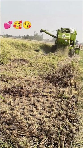 bhan ki katayi #nature #status #vlogs #viral #video #hindi #song #ytshorts #youtube ,l🌾