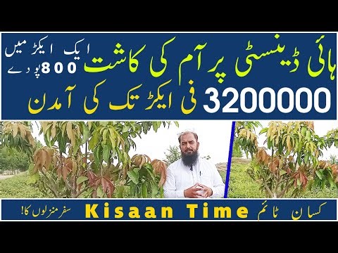 Mango farming/cultivation in Pakistan High density mango farming Kisaan/kisan timeکسان ٹائم