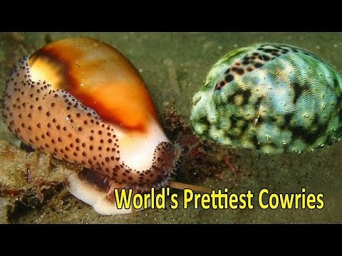 Top 5 World's Prettiest and Most Valuable Cowries