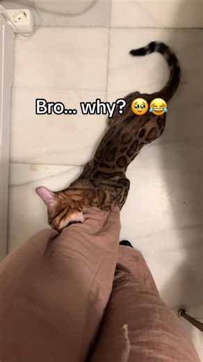 Understanding Cat Behavior: Love Bites vs. Aggression