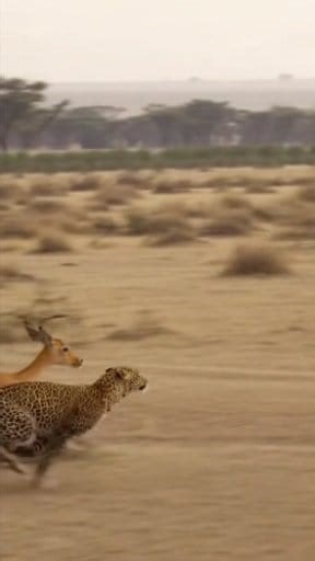 Leopard is running behind the deer #leo #DeerHunting | Child Story | Facebook