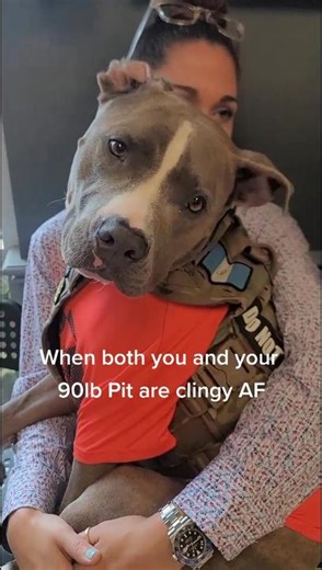 Perfect 90lb Pitbull - Clingy AF Love Story