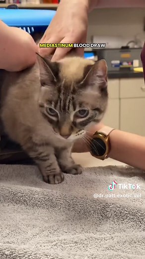 Vet explains how we perform a cat blood draw #cat #cathealth #catblooddraw #drpattexoticvet #littlecrittersvet