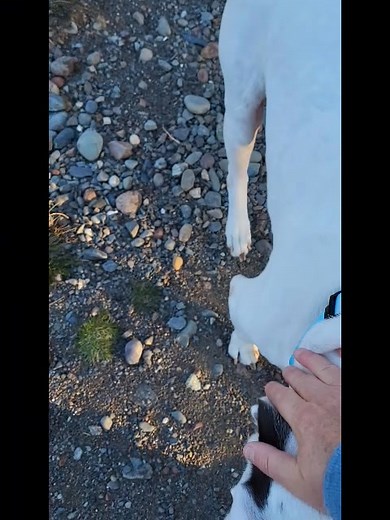 *****ADOPTED***** 🥰 BRODY is still waiting for a special place to call home! 🥰 ☀️ Brody is 4 years old, neutered, up to date on vaccines, microchipped, and adorable! ☀️ He's pretty quiet, but does love going for walks and getting lots of attention. ☀️ He get's along with respectful dogs his size (does not enjoy being jumped on by crazy/hyper dogs - but that could change once he becomes part of a family where he feels safe). ☀️ Brody is so loving, and just wants some love in return. ☀️ If you'd